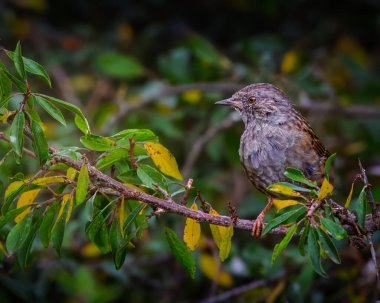 Dunnock, Prunella Modularis, ince kahverengi ve gri tüyleriyle, Hauxley Doğa Rezervi, Ağustos 2025