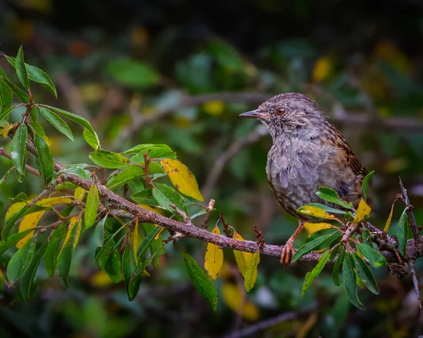 Dunnock, Prunella Modularis, ince kahverengi ve gri tüyleriyle, Hauxley Doğa Rezervi, Ağustos 2025