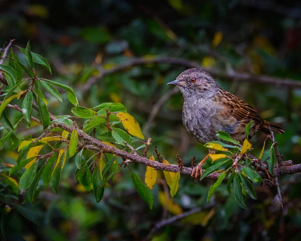 Dunnock, Prunella Modularis, ince kahverengi ve gri tüyleriyle, Hauxley Doğa Rezervi, Ağustos 2025