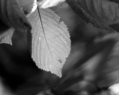 Siyah ve beyaz arka plandaki karaağaç yaprağının resmi, Eylül 2025