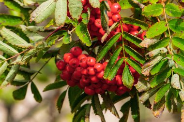 Hawthorn meyveleri sonbahar günışığında ağaç dalları üzerinde, Eylül 2025 