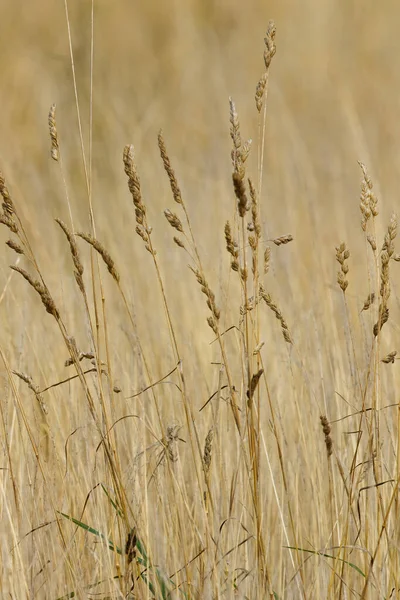 Ortak Ragwort bitkisinin (Jacobaea vulgaris) de dahil olduğu yaz çayırı, Eylül 2025