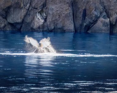 Huysuz Çocuk Kambur Balina, Kuyruk Tokadı uyandığı için öfkeliydi, Prins Christian Sund, Grönland, Ağustos 2025. 