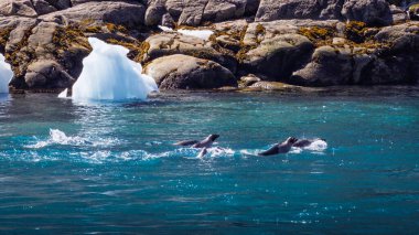 Bir grup arp foku Prins Christian Sund, Grönland 'da yüzüyorlar, Ağustos 2025. 