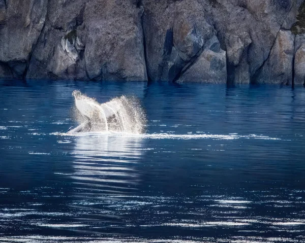 Huysuz Çocuk Kambur Balina, Kuyruk Tokadı uyandığı için öfkeliydi, Prins Christian Sund, Grönland, Ağustos 2025. 