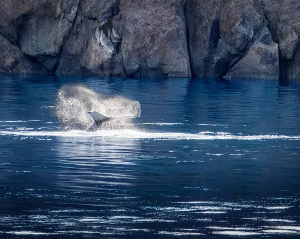 Huysuz Çocuk Kambur Balina, Kuyruk Tokadı uyandığı için öfkeliydi, Prins Christian Sund, Grönland, Ağustos 2025. 