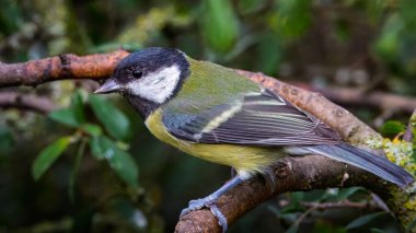 Great Tit perched at Hauxley Nature Reserve, August 2025