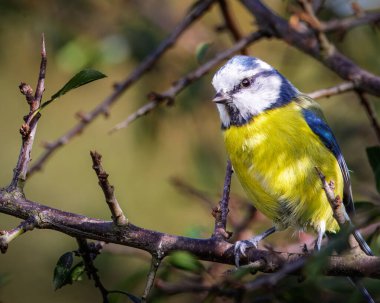 Blue Tit perched at Hauxley Nature Reserve September 2025