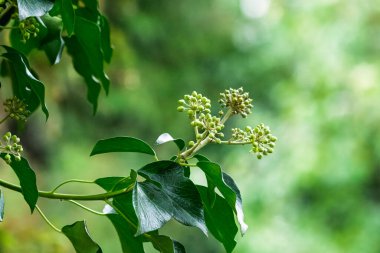 Woodland walk and natures textures, Baginton Warwickshire September 2025