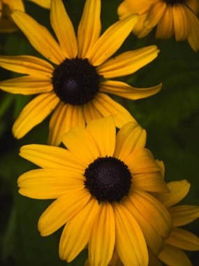Yaz bahçesinde iki siyah gözlü Susan Flowers (Rudbeckia hirta) yakın plan
