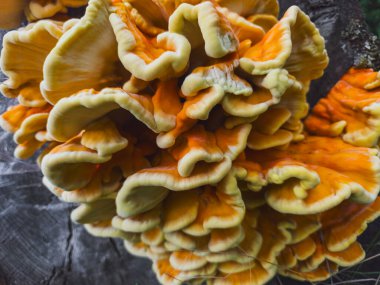 Sülfür Rafı Mantarı 'nın (Laetiporus sülfür) yakın çekimi Vibrant Turuncu ve Sarı Doku Gösteriyor