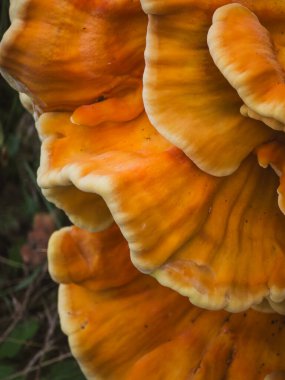 Turuncu ve Sarı Yüzeyli Asgari Sülfür Mantarı (Laetiporus sülfür)