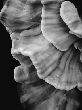 Organik desenli Sülfür Rafı Mantarı 'nın (Laetiporus sülfür sülfür) siyah ve beyaz yakın çekimi