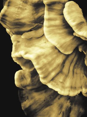 Organik Katlı Altın Sülfür Mantarı (Laetiporus sülfür) Soyut Yakın Çekimi