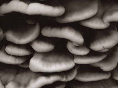 Katmanlı Sülfür Sülfür Mantarı (Laetiporus sülfür sülfürünün) Soyut Yakın Çekimi