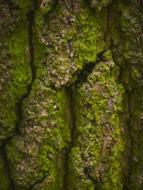 Yosun yakın çekim desenli Ağaç Kabuğu