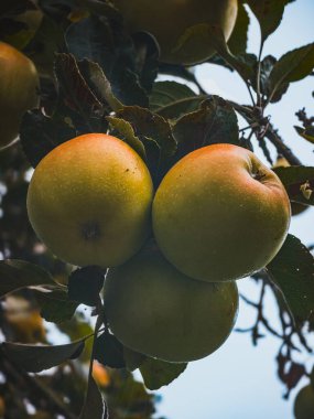 Ağaç dalında sallanan olgun elma kümeleri