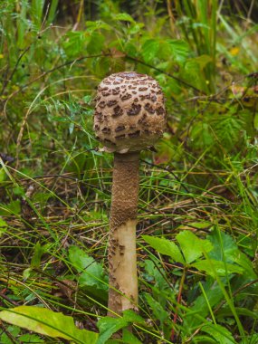 Genç şemsiye mantarı MACROLEPIOTA PROCERA, Polonya, Eylül