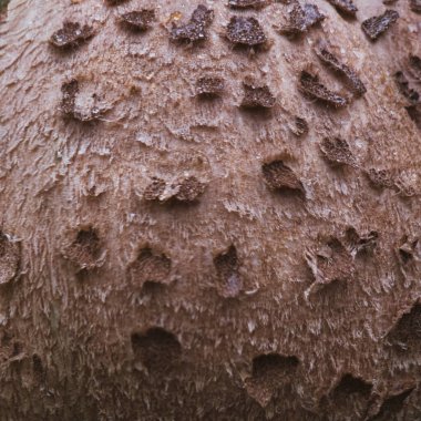 Şemsiye mantarının makro dokusu MACROLEPIOTA PROCERA şapkası, Polonya, Eylül