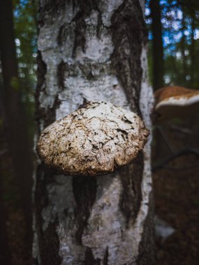 HUBA huş ağacının gövdesinde büyüyor.