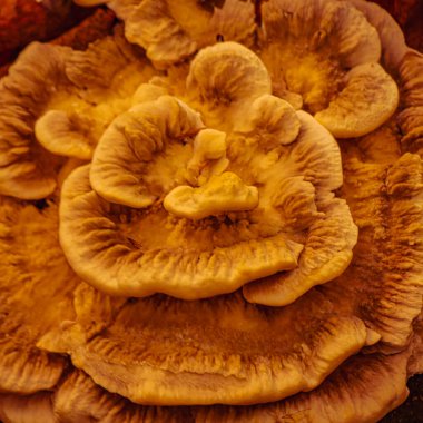 Trametes hirsuta altın makro desen yakın çekim braket mantarı