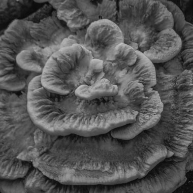 Trametes hirsuta siyah beyaz makro desen yakın çekim braket mantarı