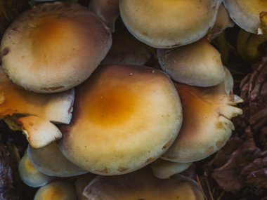 Close-up Texture of Sulphur Tuft Mushrooms (Hypholoma fasciculare)