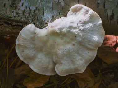 Ormandaki huş ağacının gövdesindeki parlak mantar.