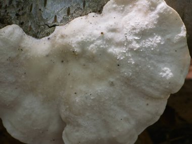 Huş ağacındaki parantez mantarının yakın çekimi