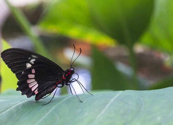 Siyah Kelebek Tasarlamak Kırmızı Beyaz Bir Yaprak Üzerinde Yarattığı Görünümü — Stok fotoğraf