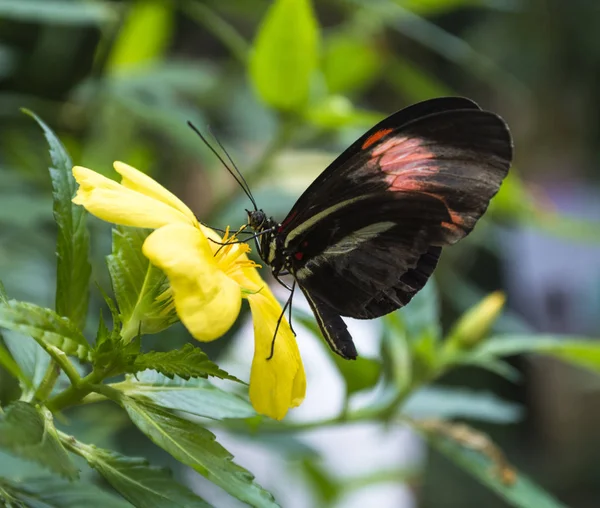 Nahaufnahme Eines Schmetterlings Der Pollen Einer Gelben Blume Nimmt Horizontalen — Stockfoto