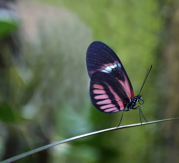 Schöne Nahaufnahme Eines Schmetterlings Mit Blauen Und Rosa Flügeln Profilansicht — Stockfoto