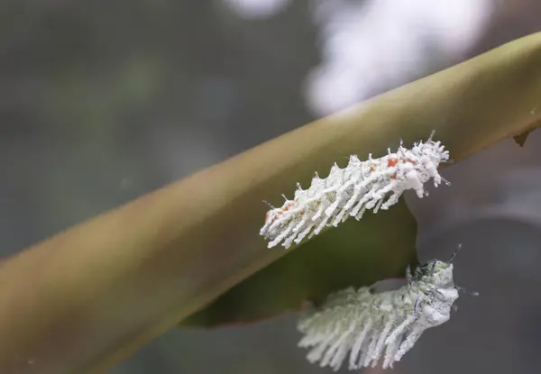 İki beyaz tırtıllar yemek kelebeklerin Close-up bırakır. Yatay biçimde.