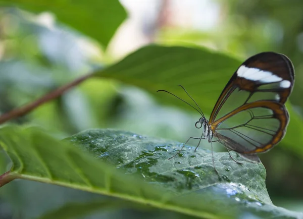 Damlaları Bir Yaprak Üzerinde Yarattığı Bir Kelebek Şeffaf Kanatlı Profil — Stok fotoğraf