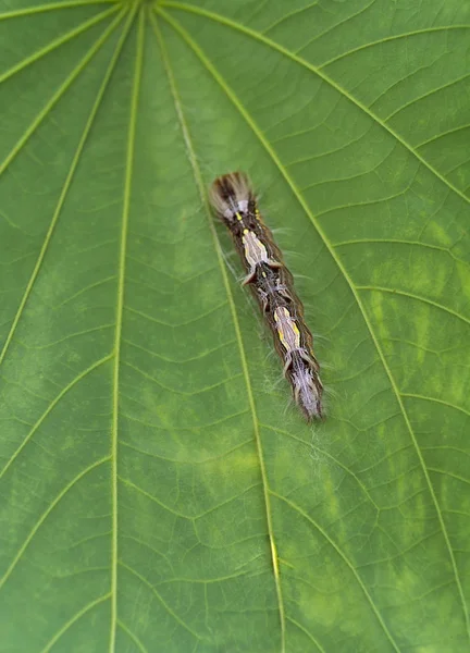 蝴蝶毛虫的特写 上面有黑色和黄色斑点 在叶子上 垂直格式 — 图库照片