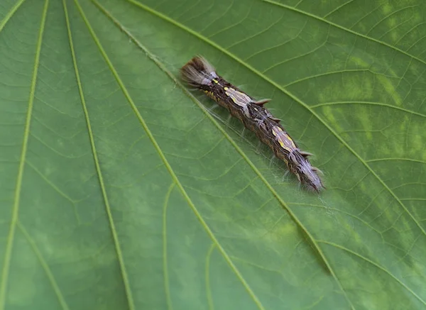 Yakın çekim yatay biçimde bir yaprak üzerinde olan bir kelebek tırtıl ile siyah ve sarı lekeler,.
