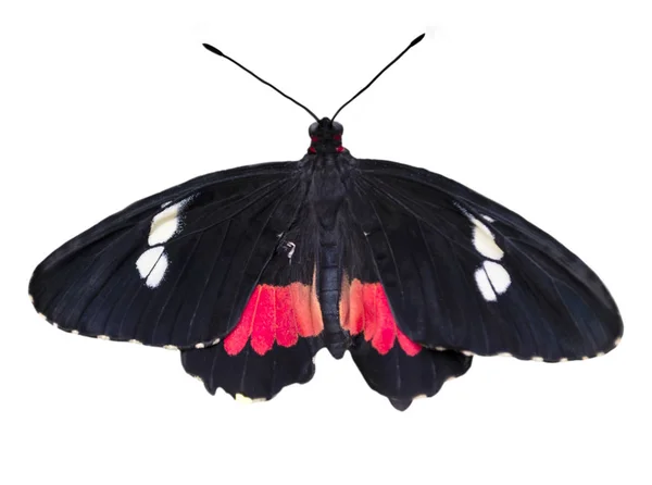 特写黑色和红色的翅膀蝴蝶 在白色背景下隔离 水平格式 图库图片