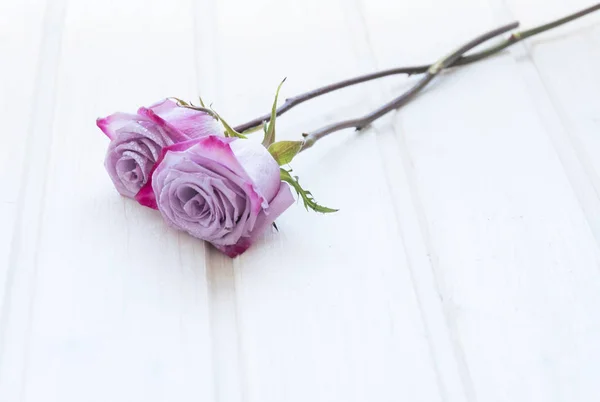 Taze leylak gül Beyaz ahşap masa üzerinde. Yatay şeklî.