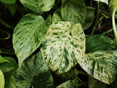 Dekoratif epipremnum varyasyon yapraklarının doğal arka planında bahçe, tropikal orman, vahşi doğa ve tazelik temaları için eşsiz renkleri bulunur..