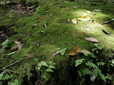 Kurumuş yapraklar ve yabani eğreltiotlarıyla dağılmış kalın yeşil yosun tabakasıyla kaplı yosunlu orman zemininin canlı ve yakın görüntüsü. Bu görüntü, huzurlu bir ortamın zengin dokusunu ve doğal güzelliğini yakalar..
