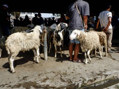 Yerel hayvan pazarında koyun sürüsü