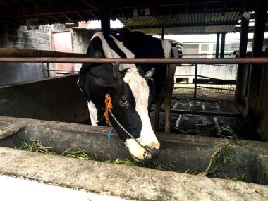 Kafasında bir ip olan siyah beyaz bir inek ahırın içindeki bir yalaktan saman yiyor. Bu yakın çekim bir mandıra çiftliğinin kırsal hissini yakalar..