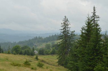 Sükûnetli, sisli dağ manzarası, yemyeşil ağaçlar ve yuvarlanan tepeler. Görüntü, sükunet ve doğal güzelliği çağrıştırıyor. Seyahat, doğa ya da manzara fotoğrafçılığı projeleri için ideal.