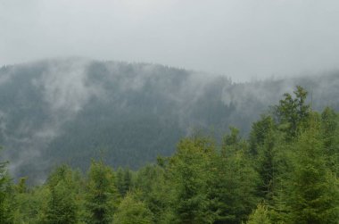 Sisli bir ormanın, seyahat, çevre ve sağlık projeleri için ideal olan bu stok fotoğrafı ile doğanın dingin güzelliğini yakalayın. Yoğun yeşil ağaçlar ve sisli bir dağ zemin.