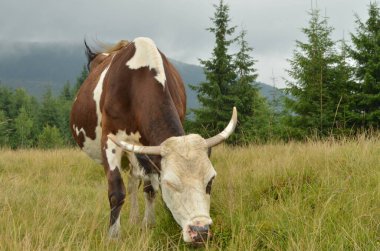 Bulutlu bir günde yeşil ağaçlarla çevrili bir çayırda otlayan bir inek. Büyükbaş hayvan otları sakin, dağlarda doğal bir ortamda yer. Tarım ve doğa temalı projeler için ideal.
