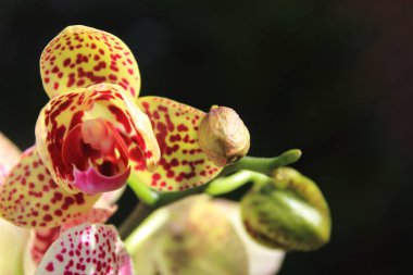 Phalaenopsis Orkidesinin yakınına