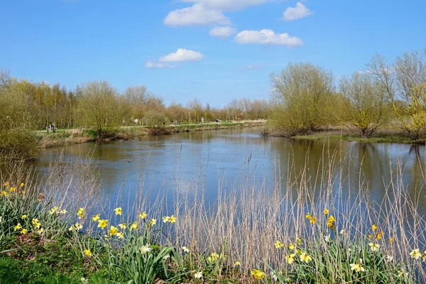 Vue Long Rivière Tame Avec Des Jonquilles Premier Plan Arboretum — Photo