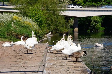 Kuğular üzerinde A5189 yolu köprüsü nehir Trent'le arkaya, Burton upon Trent, Staffordshire, İngiltere, İngiltere'de, Batı Avrupa.