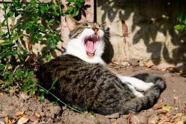 Tekir kedi iplikçiliği, İngiltere, İngiltere'de, Batı Avrupa genç gri.