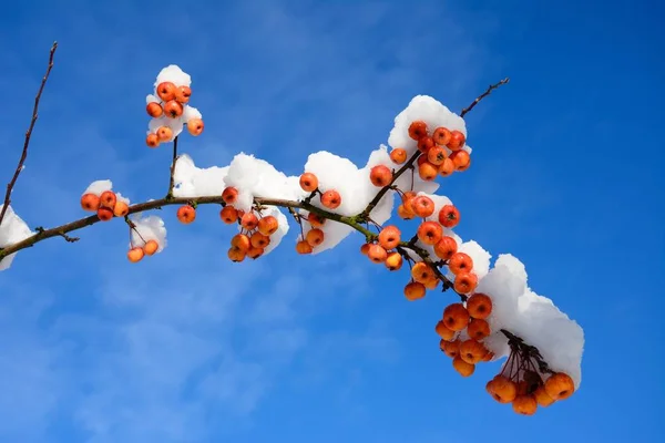 Χιόνι Φορτωμένο Φρούτων Μήλο Καβούρι Και Κλάδους Ενάντια Έναν Μπλε — Φωτογραφία Αρχείου